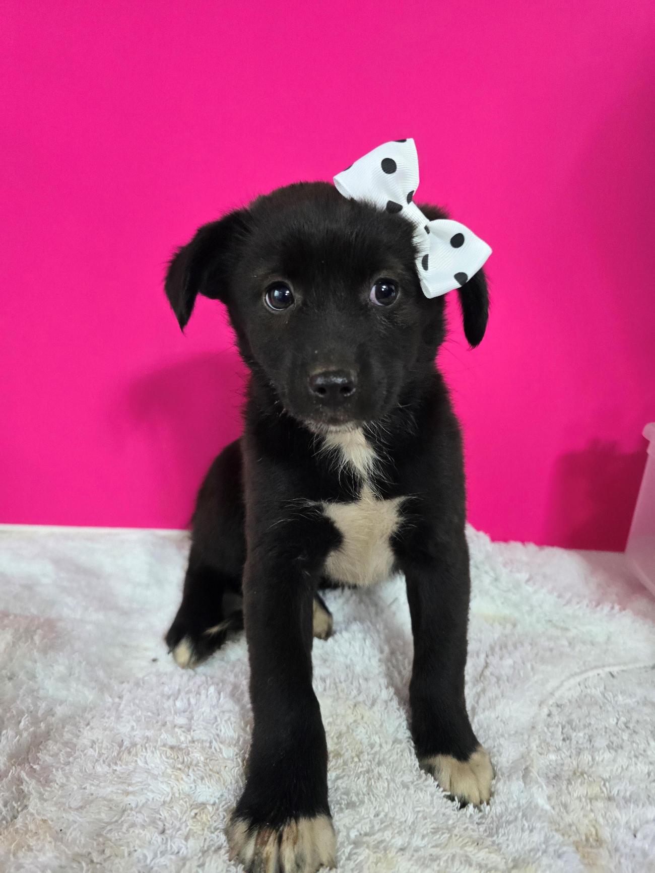 종료(자연사) 믹스…